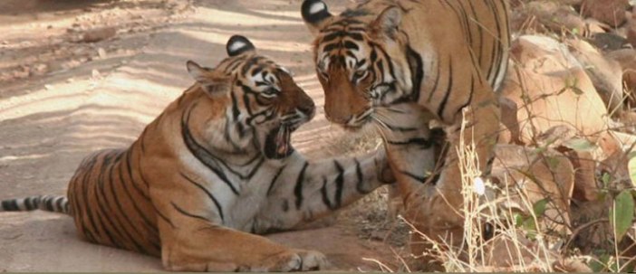 Tiger India