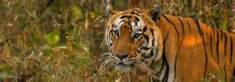 Indian Tiger